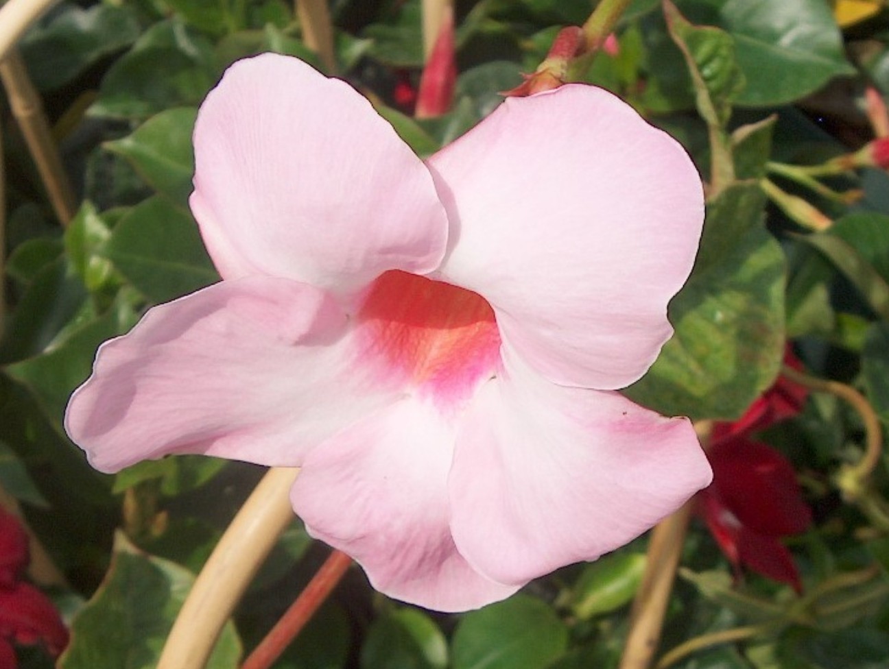 Online Plant Guide Mandevilla splendens / Mandevilla